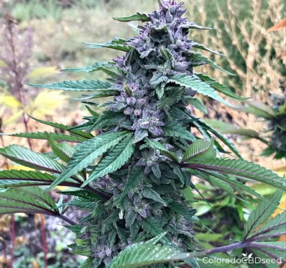 HempMy Pet™ Announces Agreement with Tarleton State University for Research Study on the Effects of CBD in Horses