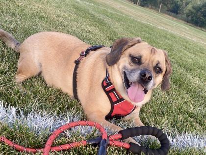 Preventative Maintenance for Pets – Blood Pressure
