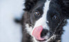 5 Fun Ways to Give Your Dog a Treat