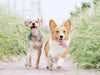 How Infused Hemp Seed Oil Affects Canine Osteoarthritis-Related Pain