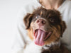 Veterinarians, Clients, and Hemp