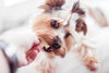 What Makes a Dog Treat Healthy