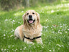 How To Keep Your Pet Healthy in Summer